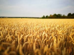 Alimentation – Agriculture, transmission d'entreprises en Belgique